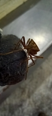 Leptoglossus occidentalis