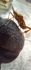 Leptoglossus occidentalis