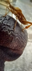 Leptoglossus occidentalis