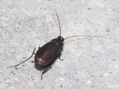 Diploptera punctata