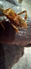 Leptoglossus occidentalis