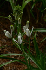 Albuca nelsonii