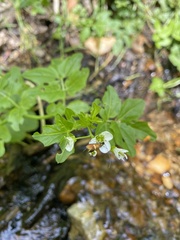 Adelidae