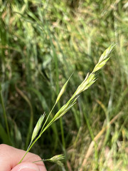 Bromus catharticus