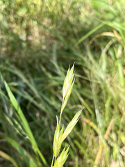 Bromus catharticus