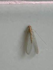Chrysopidae