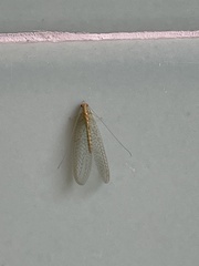 Chrysopidae