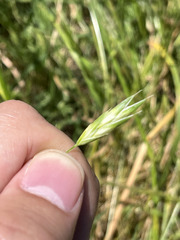 Bromus catharticus