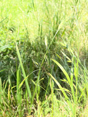 Bromus catharticus