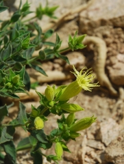 Silene parishii