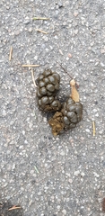 Capreolus