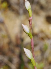 Thelymitra colensoi