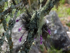 Tillandsia tenuifolia