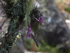 Tillandsia tenuifolia