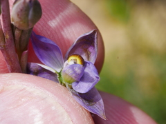 Thelymitra colensoi