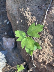 Toxicodendron pubescens