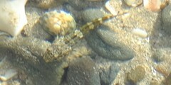 Bovichtus angustifrons