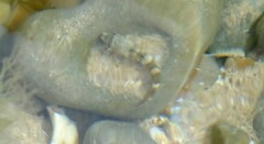 Bovichtus angustifrons