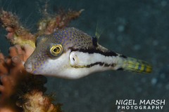 Canthigaster rivulata