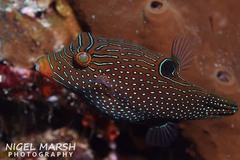 Canthigaster papua