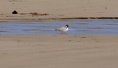 Thinornis cucullatus