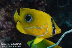 Chaetodon bennetti