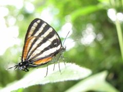 Arawacus lincoides