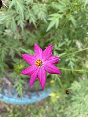 Cosmos bipinnatus