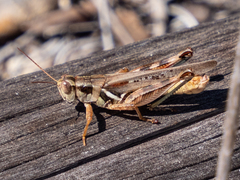 Melanoplus packardii