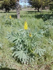 Lupinus luteus