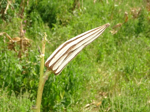 Okra