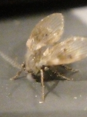 Clogmia albipunctata