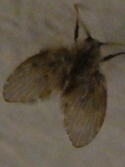 Clogmia albipunctata
