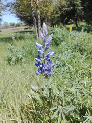 Lupinus angustifolius