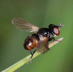 Gymnosoma nitens