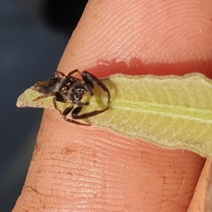 Opisthoncus polyphemus