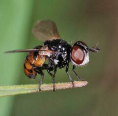 Gymnosoma nitens