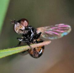 Gymnosoma nitens