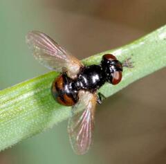 Gymnosoma nitens