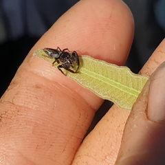 Opisthoncus polyphemus