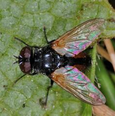 Clairvillia biguttata