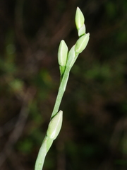 Thelymitra pauciflora
