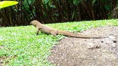 Varanus nebulosus