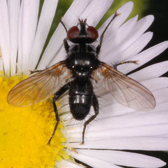 Phania funesta