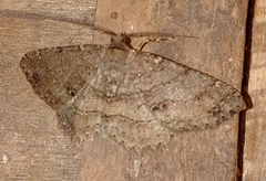 Melanolophia