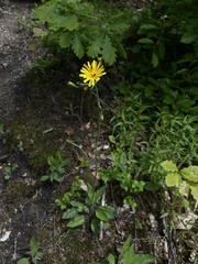 Hieracium murorum