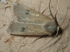 Agrotis trux
