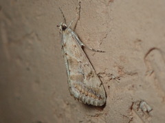 Cornifrons ulceratalis