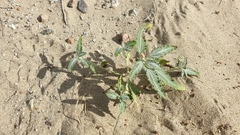 Dicoria canescens