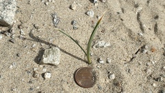 Hesperocallis undulata